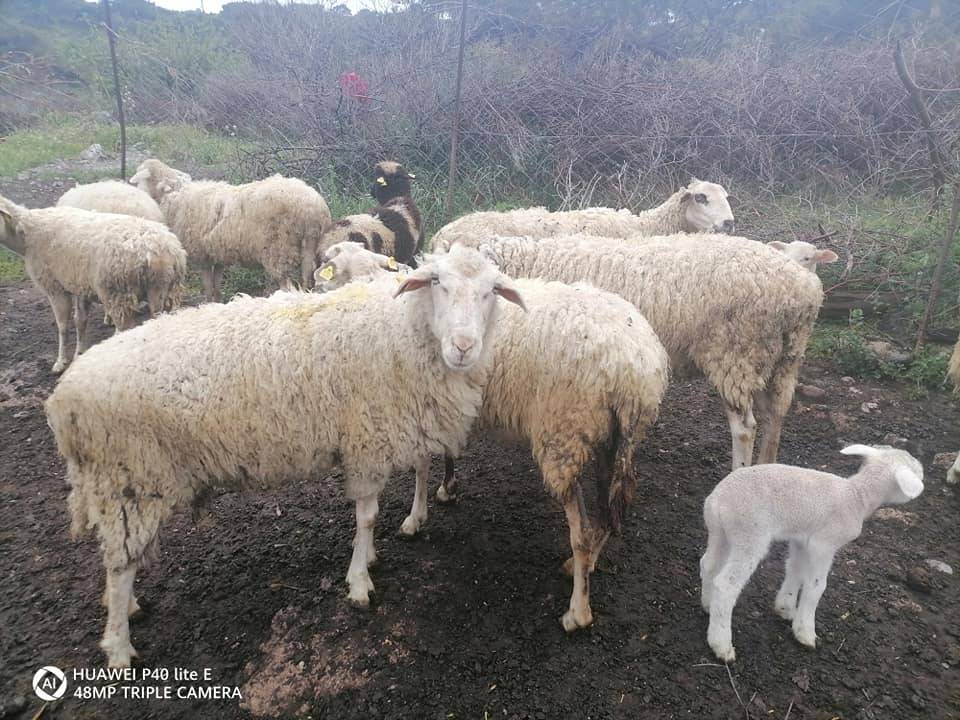 Dikili Demirtaş Köyü Resimleri 10