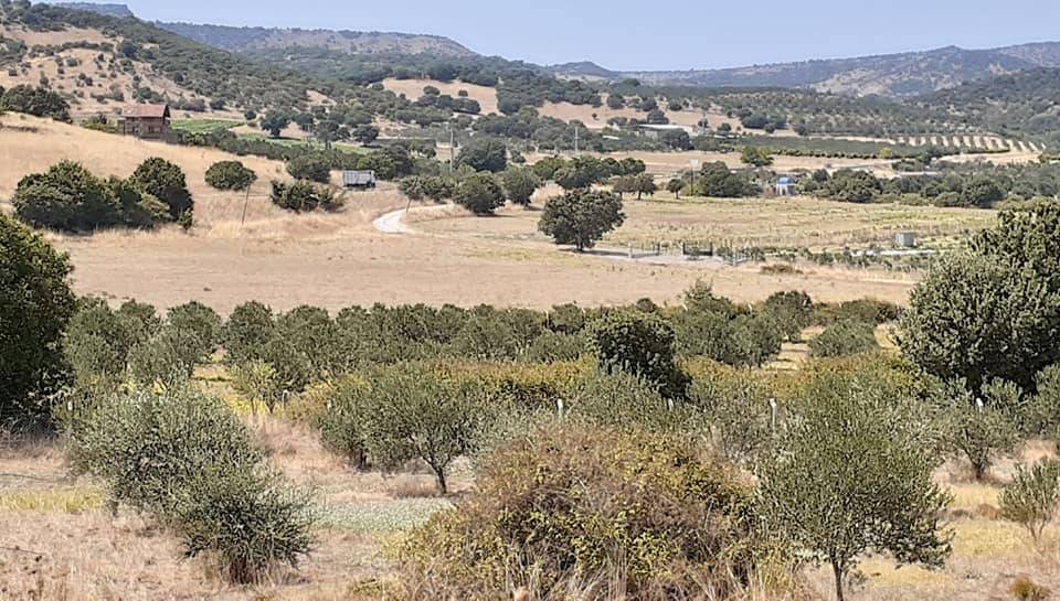 Dikili Demirtaş Köyü Resimleri 5