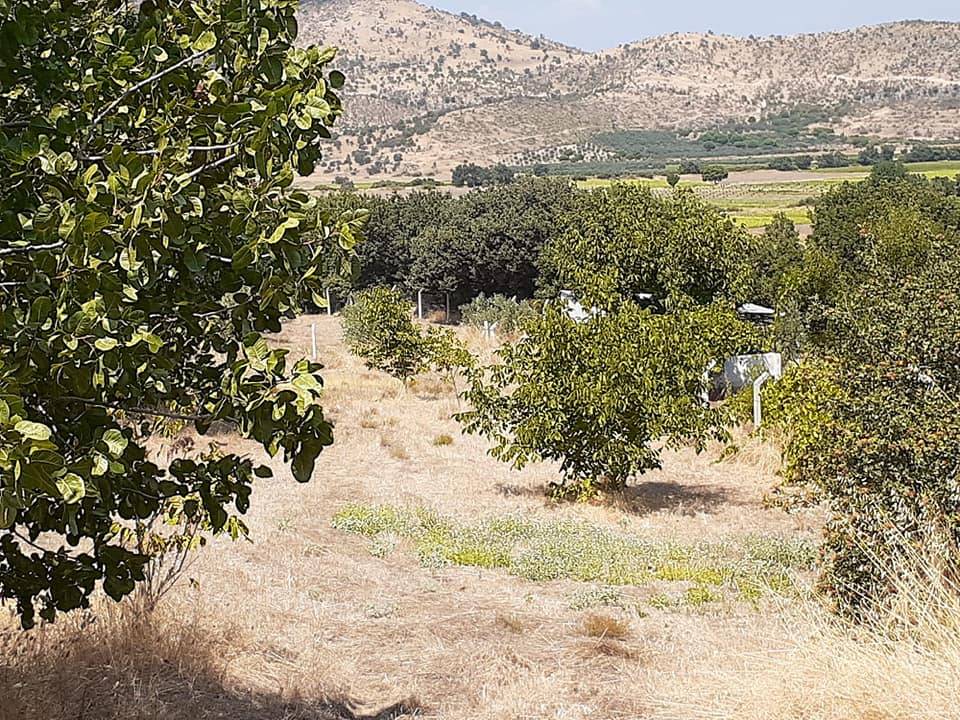 Dikili Demirtaş Köyü Resimleri 6