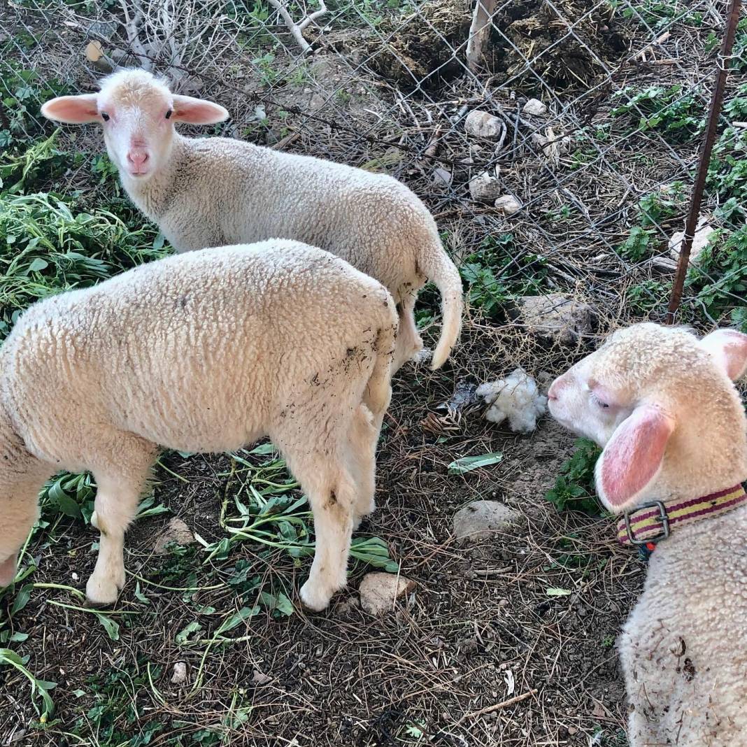 Dikili Demirtaş Köyü Resimleri 8