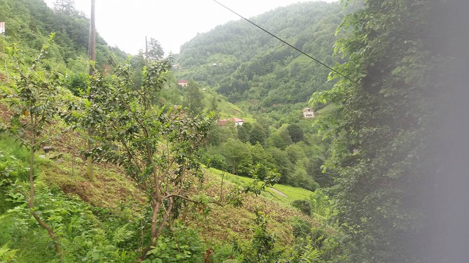 Pazar Ortayol Köyü Resimleri 7