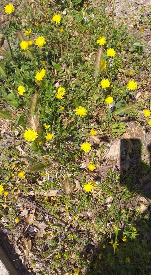 Dikili İsmetpaşa Köyü Resimleri 4