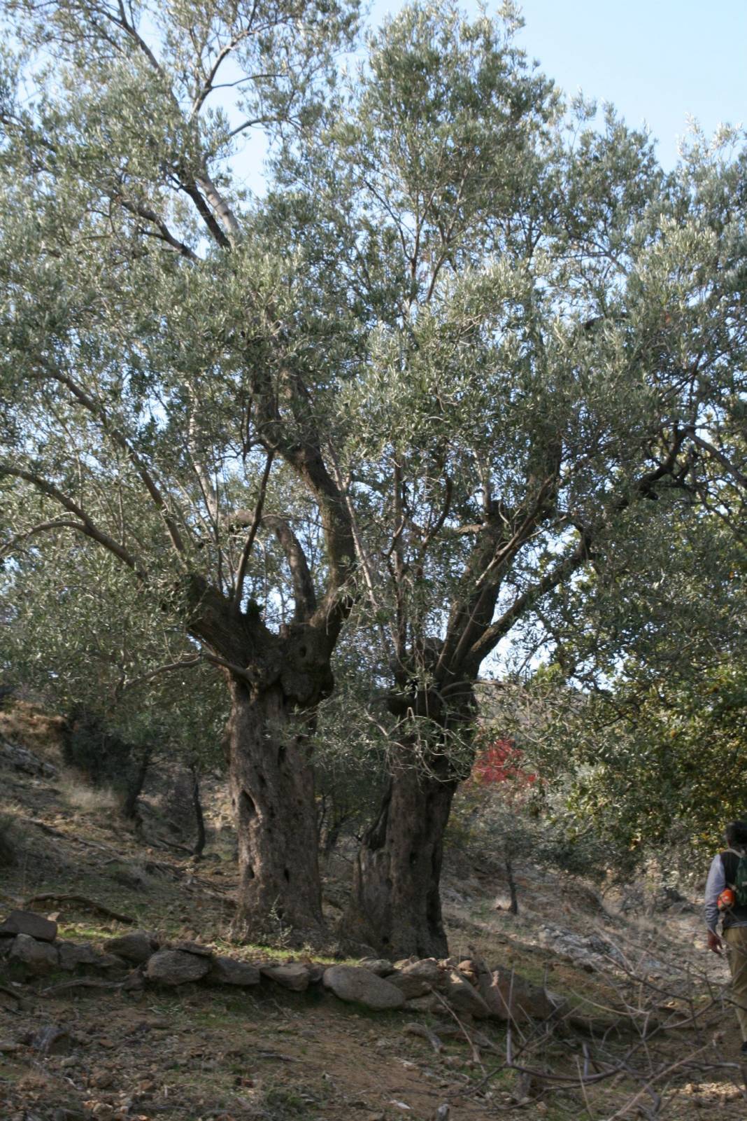 Dikili Kıratlı Köyü Resimleri 2