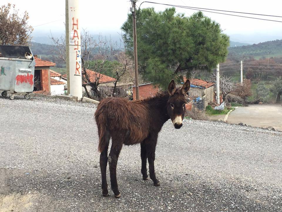 Dikili Kıroba Köyü Resimleri 1