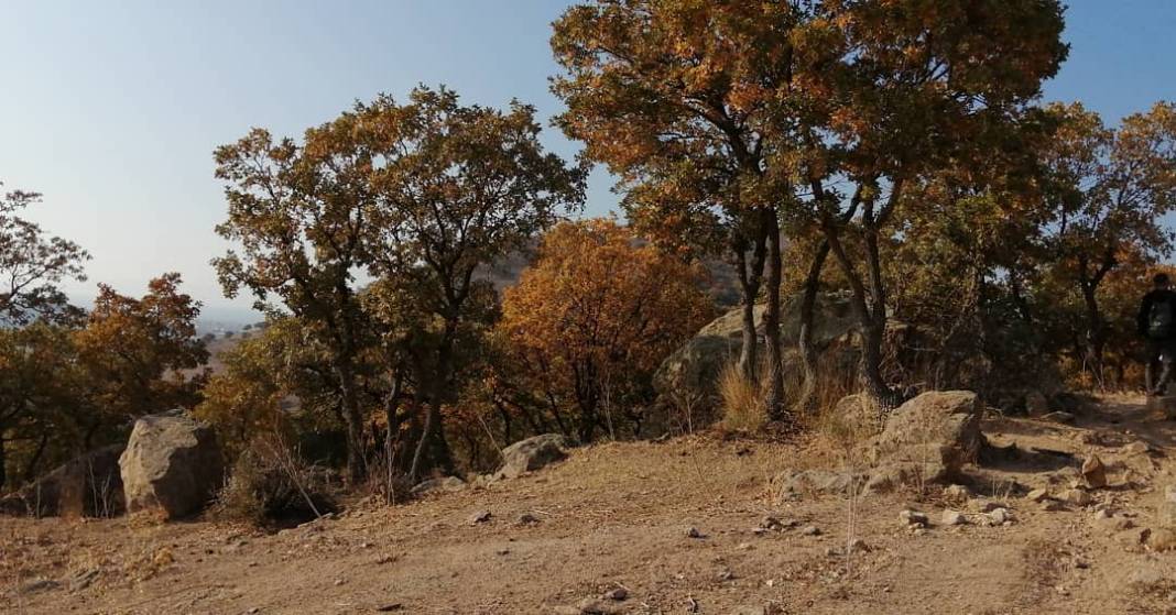 Dikili Kızılçukur Köyü Resimleri 3