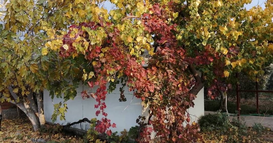 Dikili Kızılçukur Köyü Resimleri 4