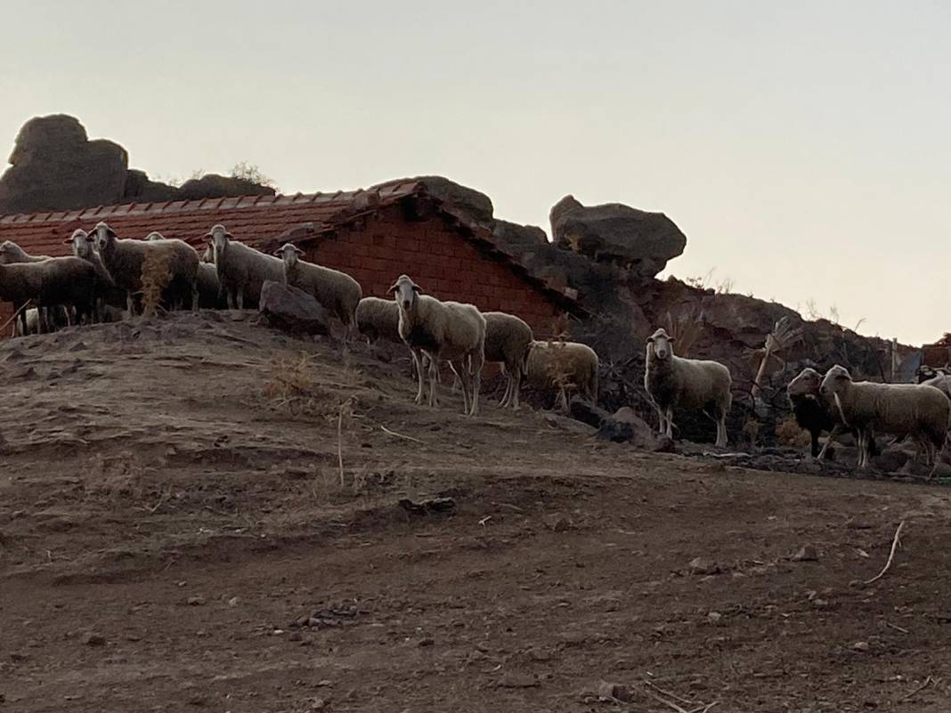 Dikili Kızılçukur Köyü Resimleri 5