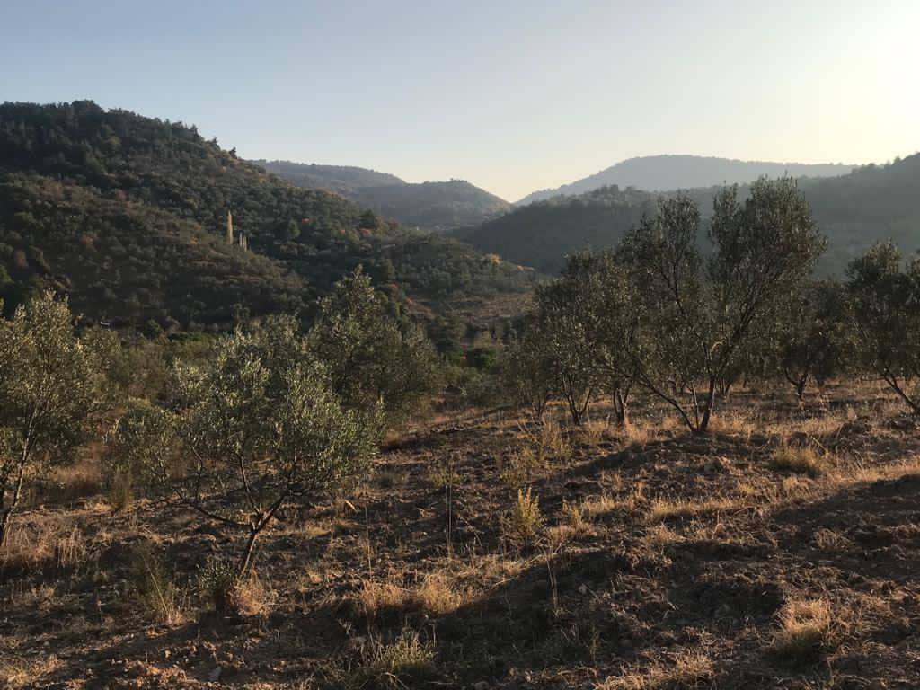 Dikili Mazılı Köyü Resimleri 10