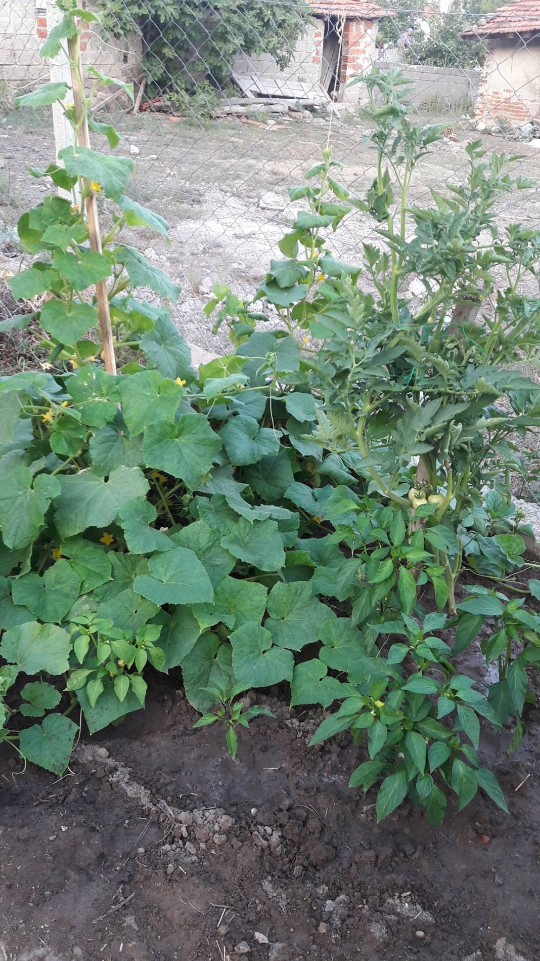 Dikili Mazılı Köyü Resimleri 5