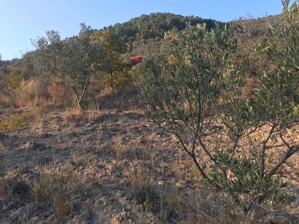 Dikili Mazılı Köyü Resimleri 8