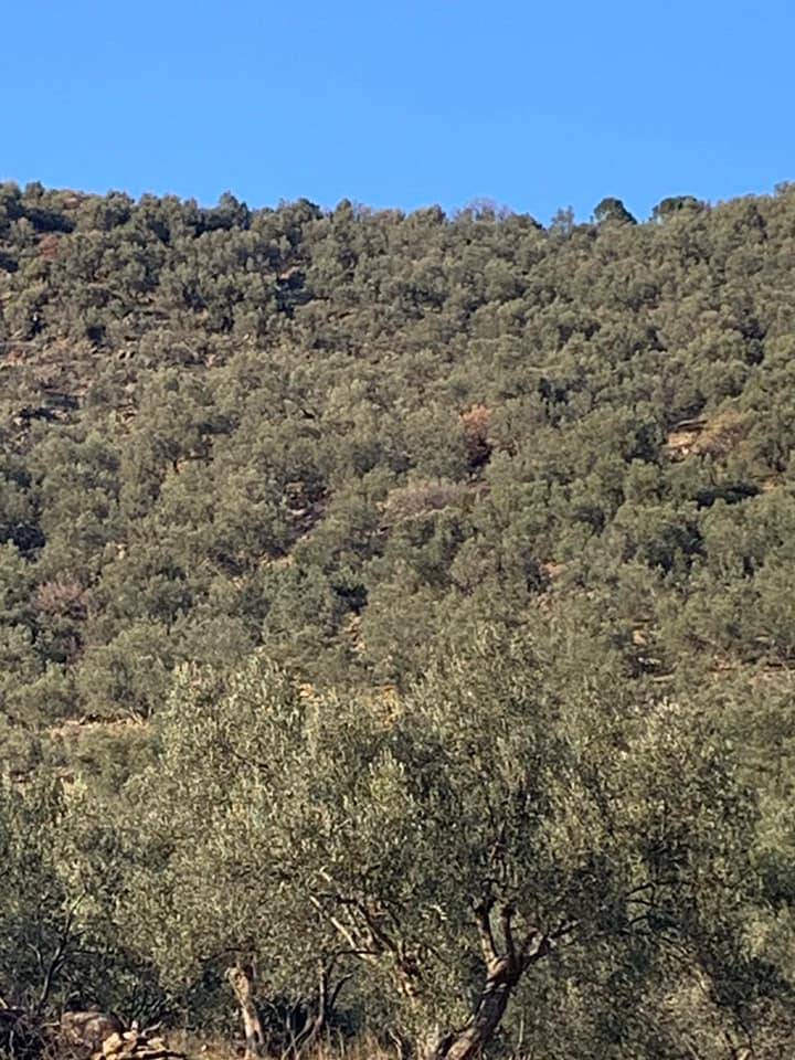 Dikili Mazılı Köyü Resimleri 9