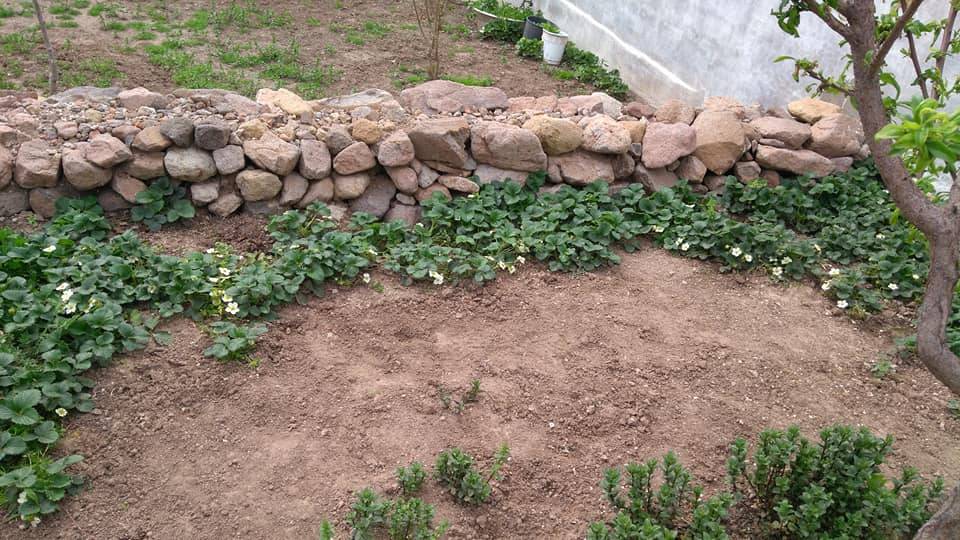 Dikili Salihler Köyü Resimleri 4