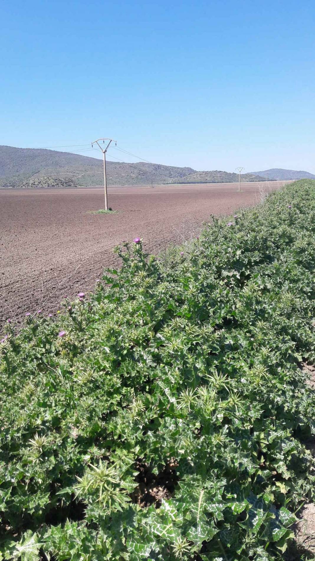 Dikili Salimbey Köyü Resimleri 3