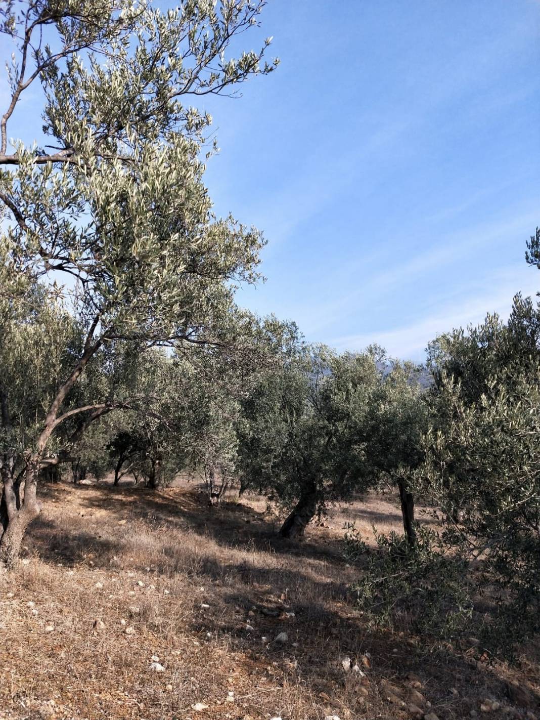 Dikili Samanlıköy Köyü Resimleri 1