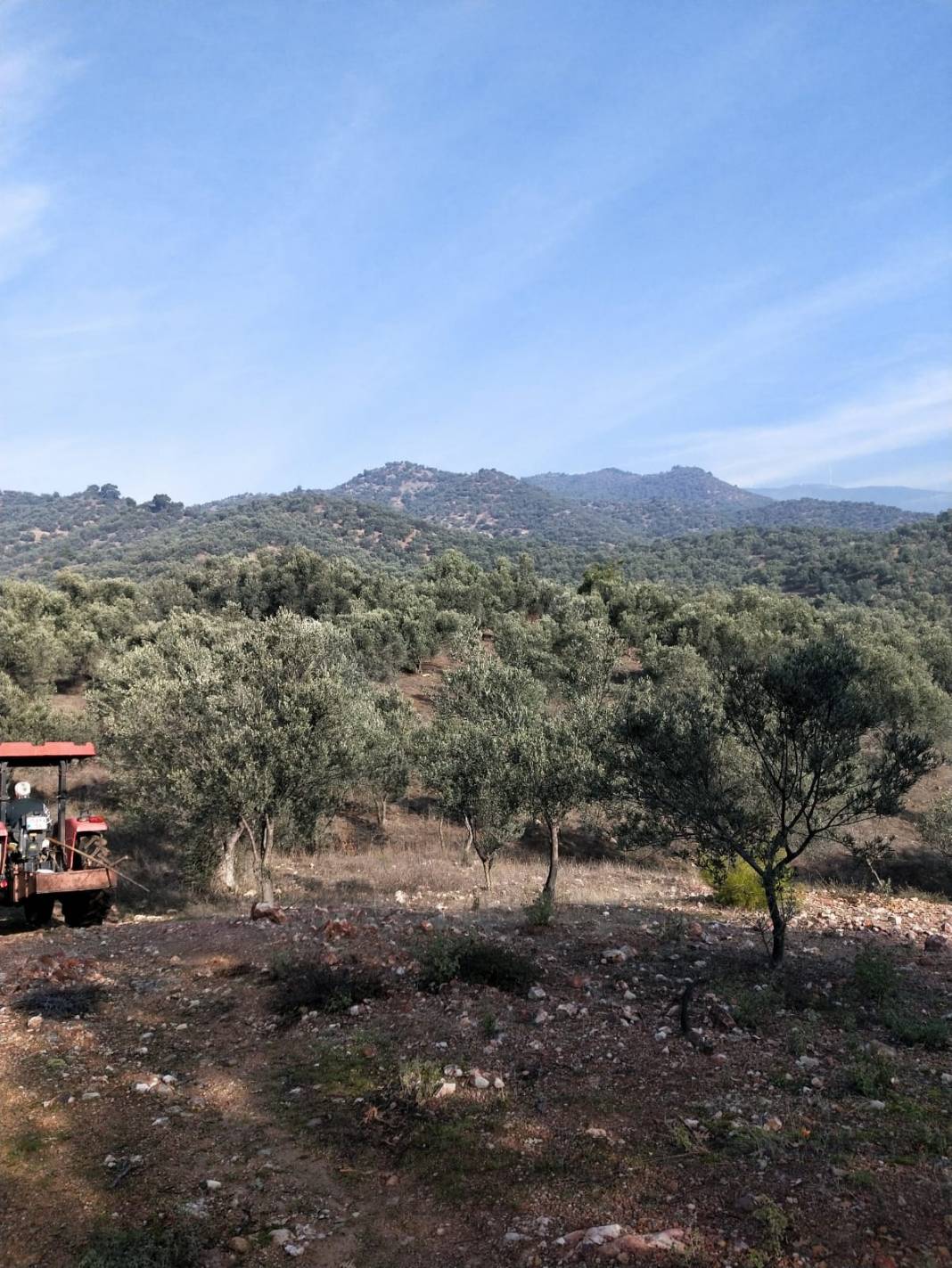Dikili Samanlıköy Köyü Resimleri 2