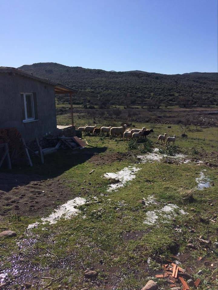 Dikili Yahşibey Köyü Resimleri 8