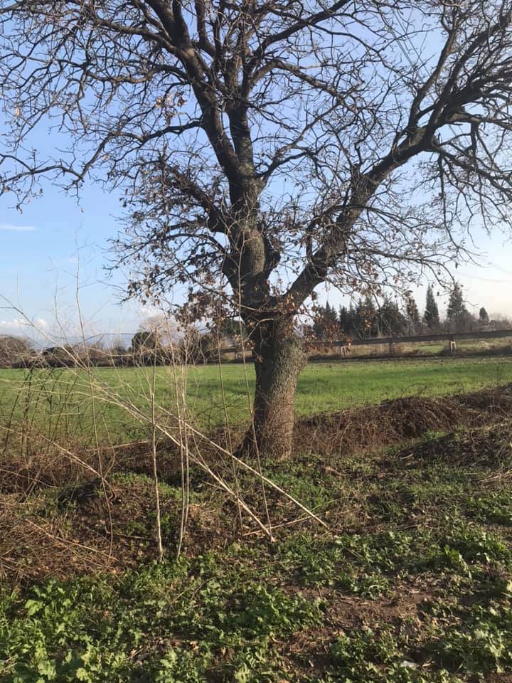 Foça Fatih Köyü Resimleri 5