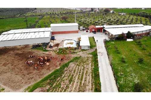 Foça Mareşal Fevzi Çakmak Köyü Resimleri 1