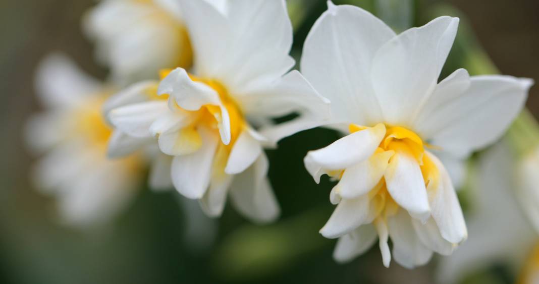 Karaburun Kösedere Köyü Resimleri 1