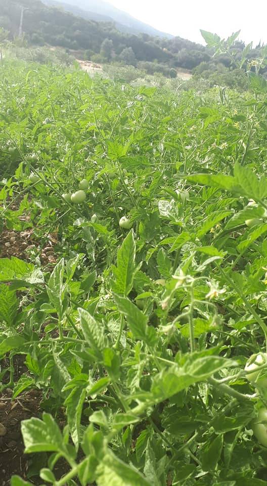 Karaburun Kösedere Köyü Resimleri 3