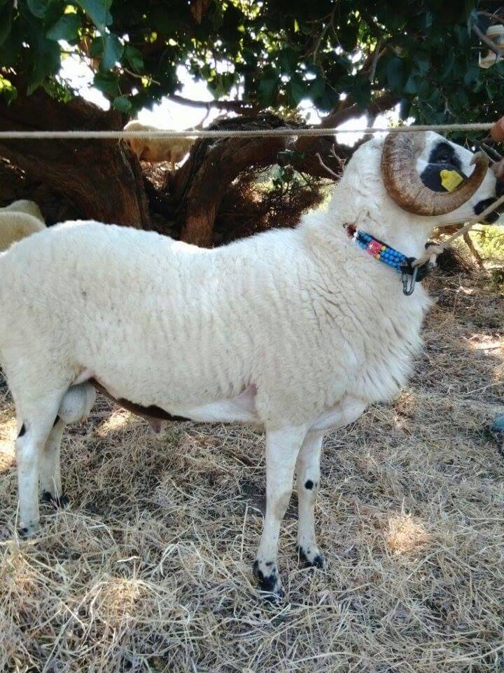 Karaburun Parlak Köyü Resimleri 8