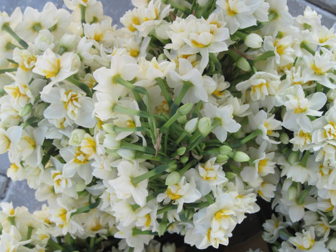 Karaburun Salman Köyü Resimleri 6