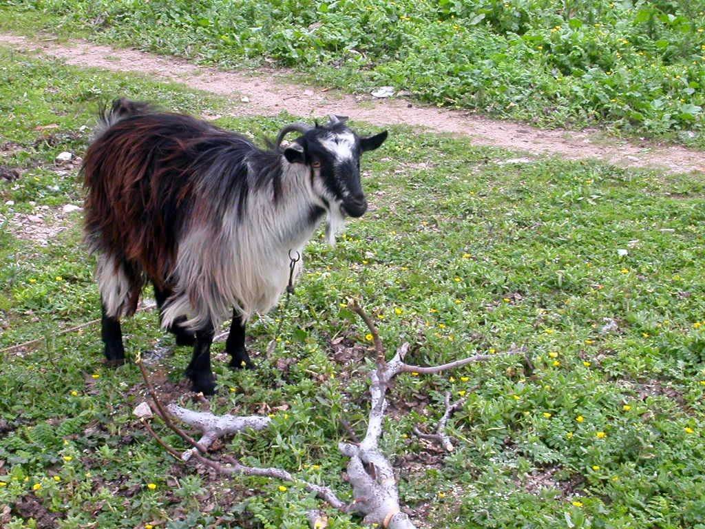 Karaburun Yaylaköy Köyü Resimleri 1