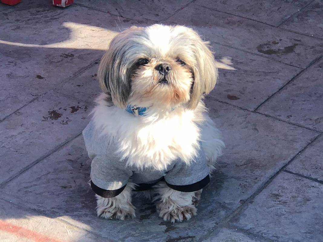 Karaburun Yaylaköy Köyü Resimleri 4