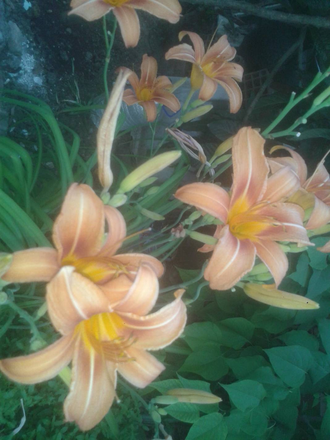 Kemalpaşa Ansızca Köyü Resimleri 3