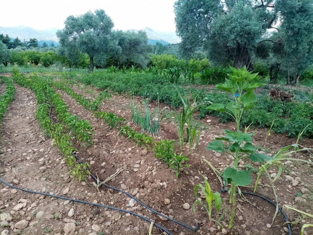 Kemalpaşa Cumalı Köyü Resimleri 11