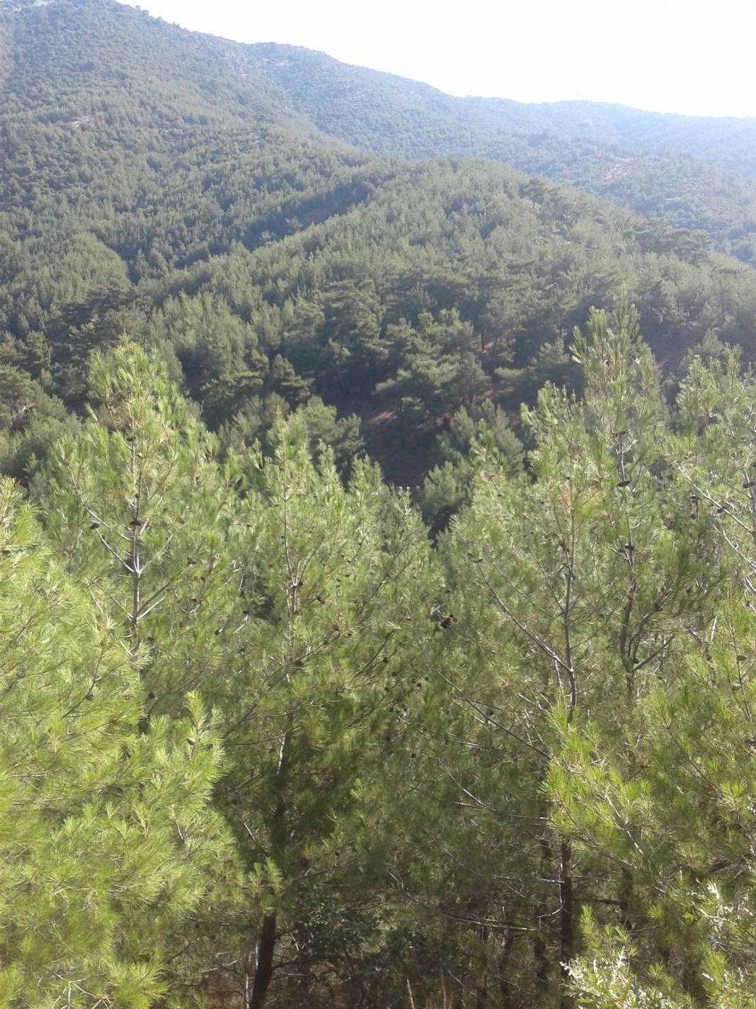 Kemalpaşa Cumalı Köyü Resimleri 7