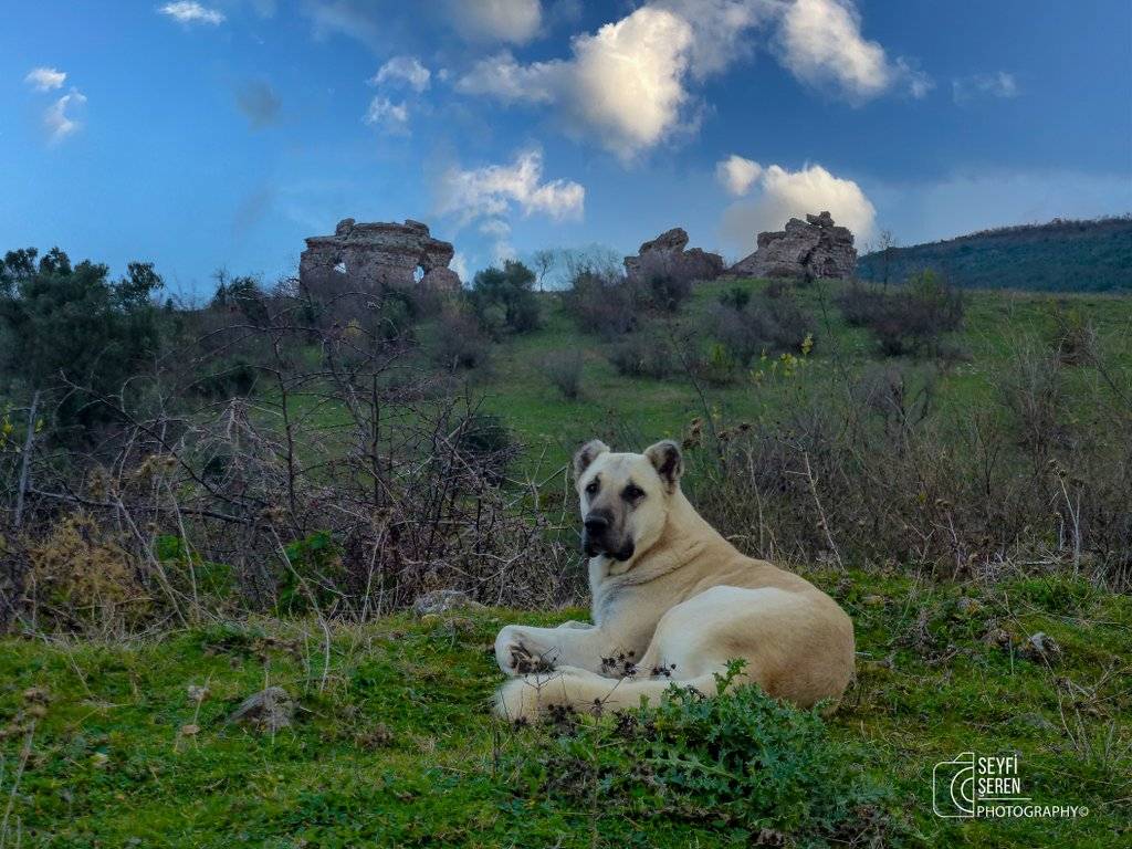 Kemalpaşa Egemen Köyü Resimleri 3