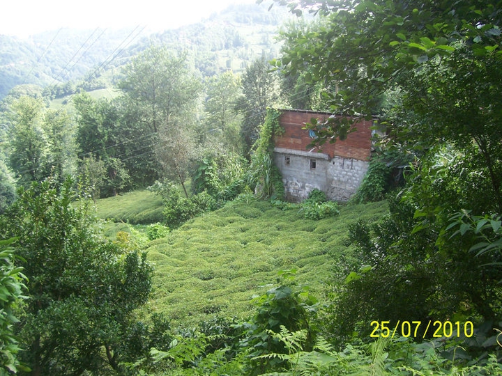 Pazar Sulak Köyü Resimleri 6