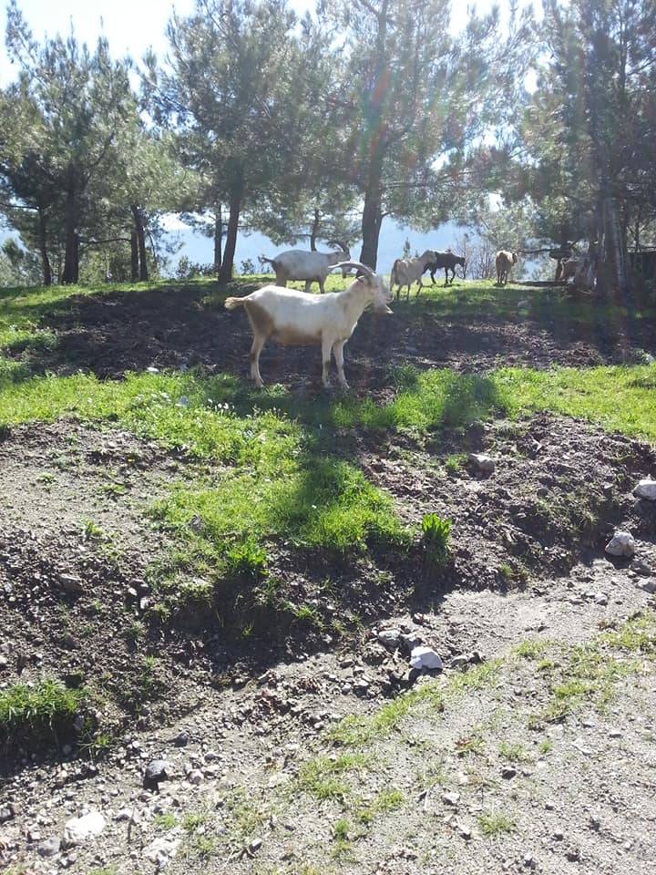 Kemalpaşa Nazarköy Köyü Resimleri 3
