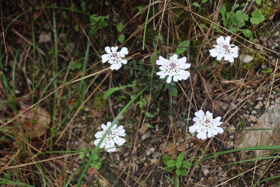 Kemalpaşa Nazarköy Köyü Resimleri 4