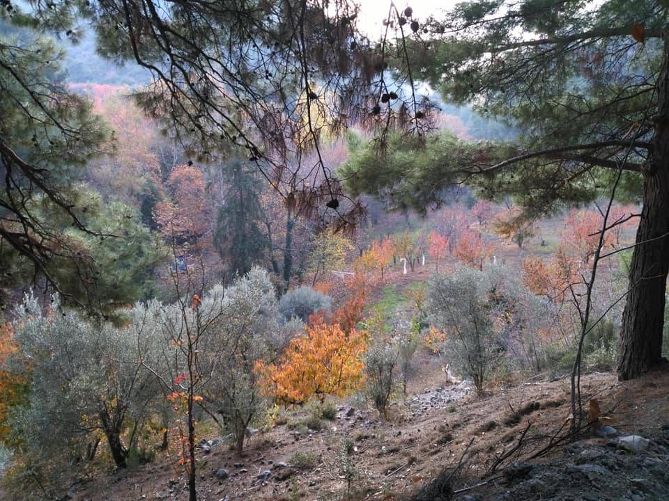 Kemalpaşa Nazarköy Köyü Resimleri 5