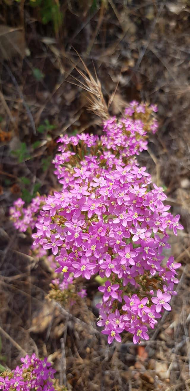 Kemalpaşa Sarıçalı Köyü Resimleri 2