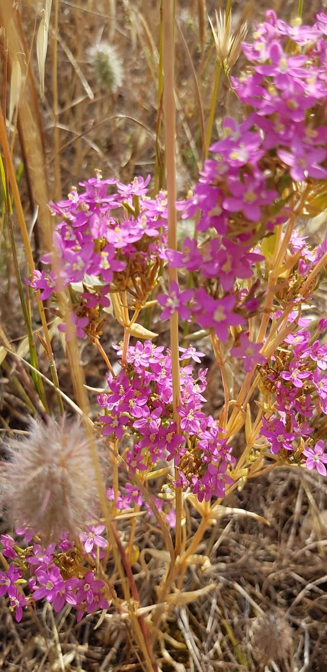 Kemalpaşa Sarıçalı Köyü Resimleri 3