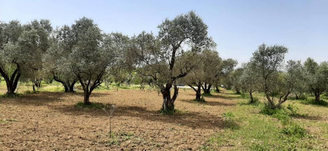 Kemalpaşa Sinancılar Köyü Resimleri 6