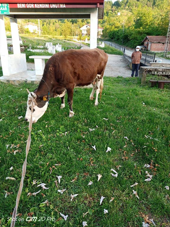 Ereğli Sütlüce Köyü Resimleri 4