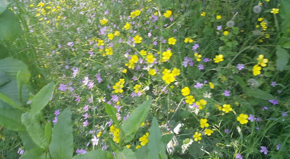 Ereğli Toyfanlı Köyü  Resimleri 2