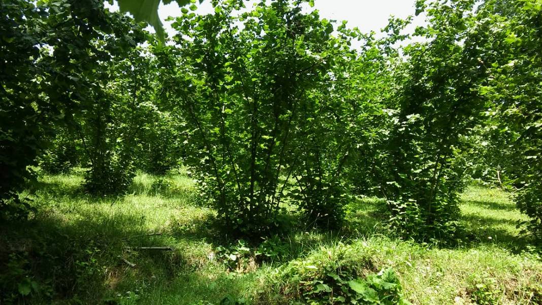 Ereğli Şamlar Köyü Resimleri 3