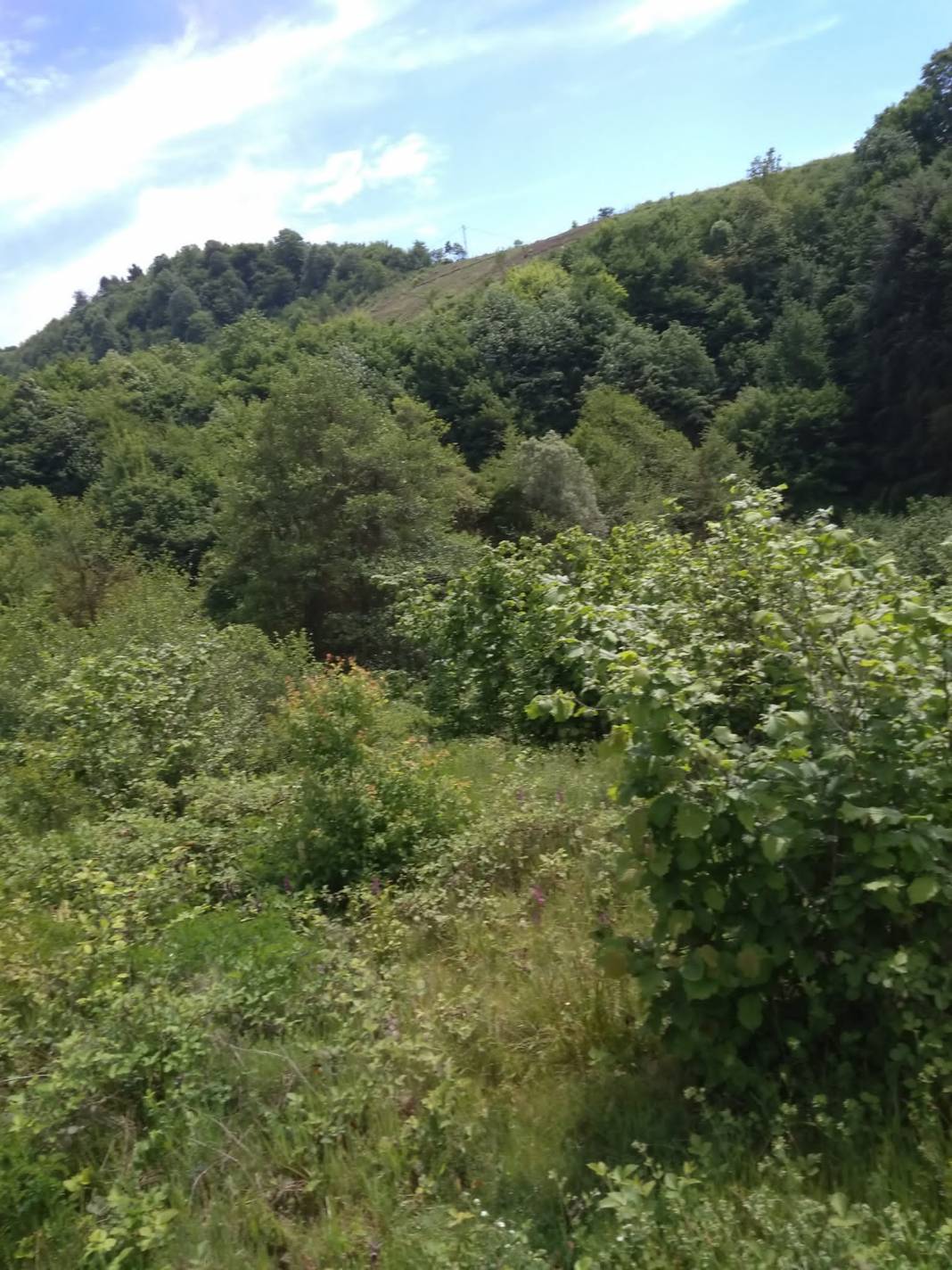 Ereğli Şamlar Köyü Resimleri 4