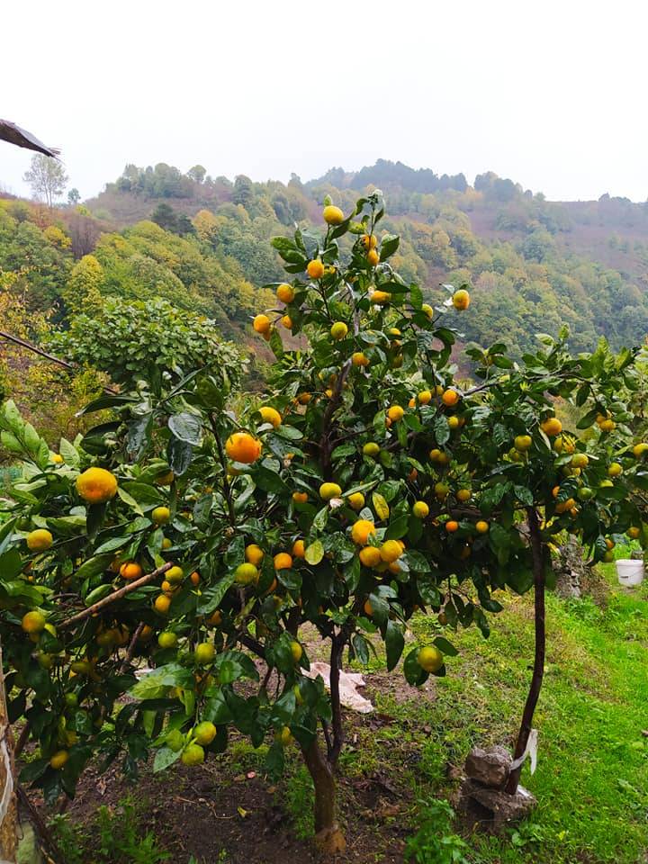 Ereğli Tepeören Köyü Resimleri 5