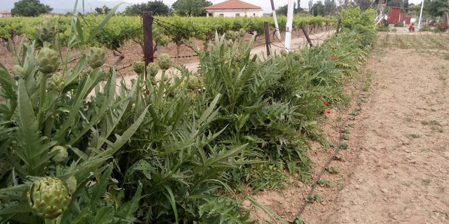Alaşehir Baklacı Köyü Resimleri