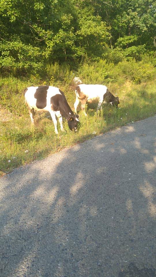 Ereğli Çayırlı Köyü Resimleri 2