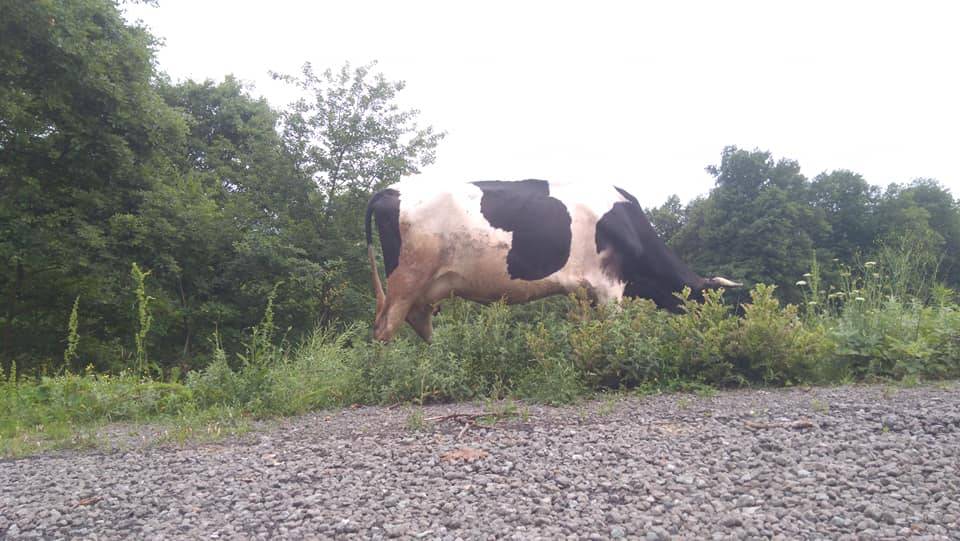 Ereğli Çayırlı Köyü Resimleri 3