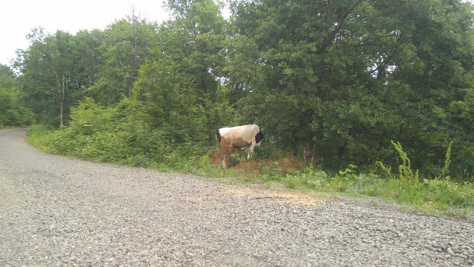 Ereğli Çayırlı Köyü Resimleri 4