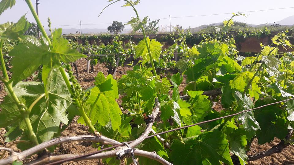 Alaşehir Belenyaka Köyü Resimleri 6