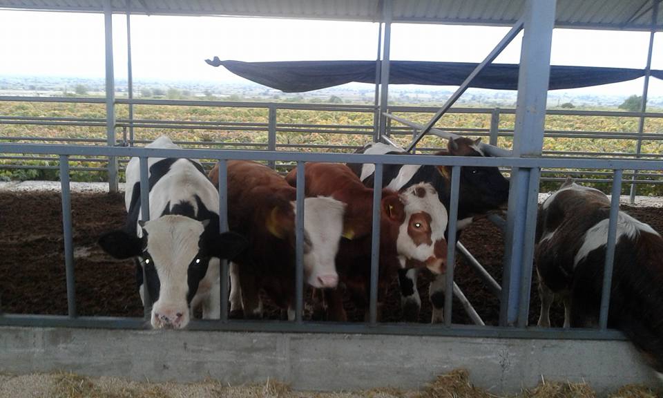 Alaşehir Caberfakılı Köyü Resimleri 1